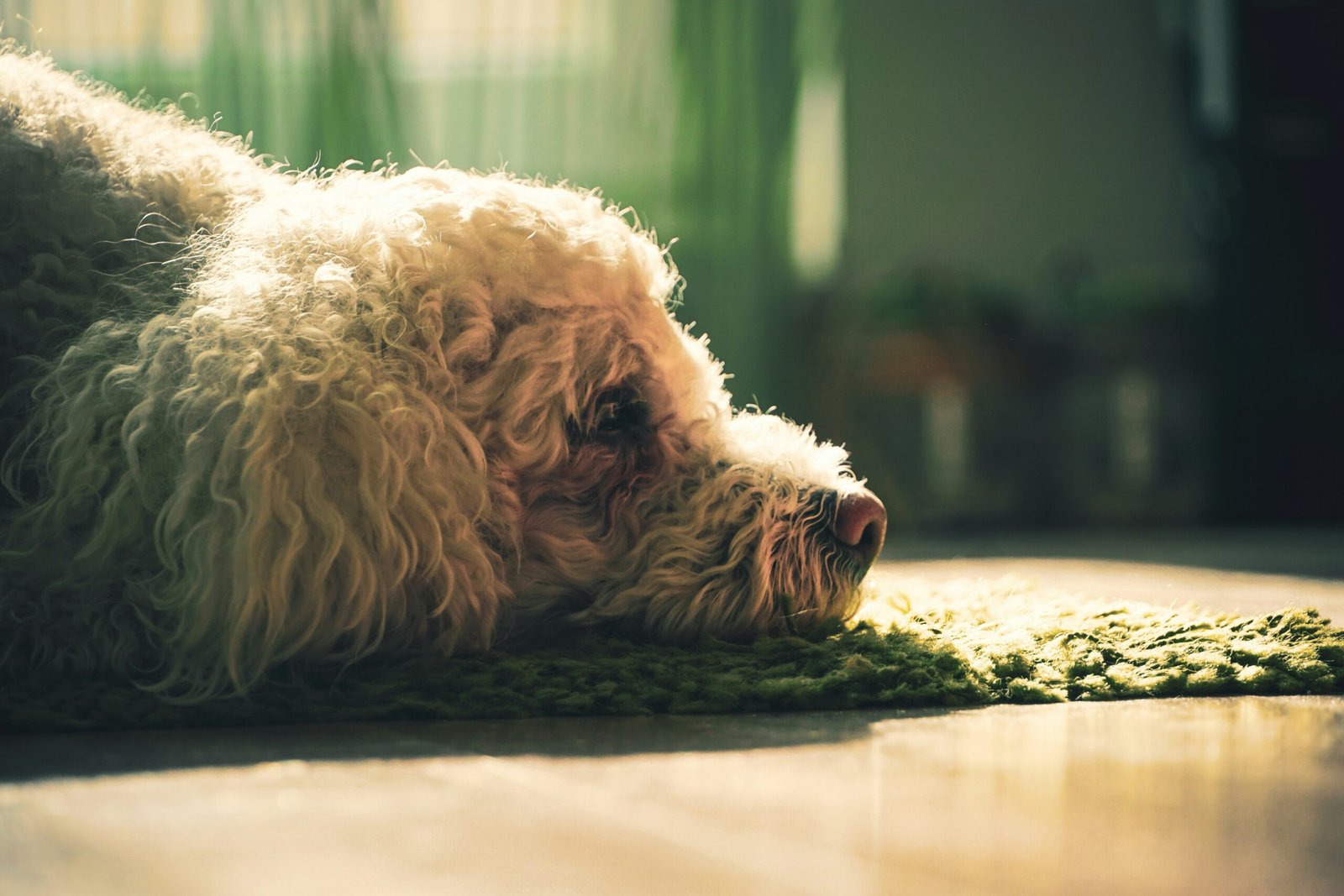 Chien anxieux à la maison