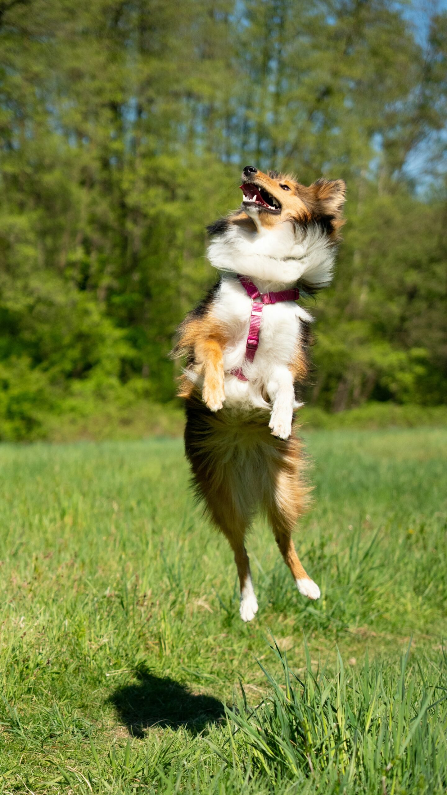 Chien excité avant