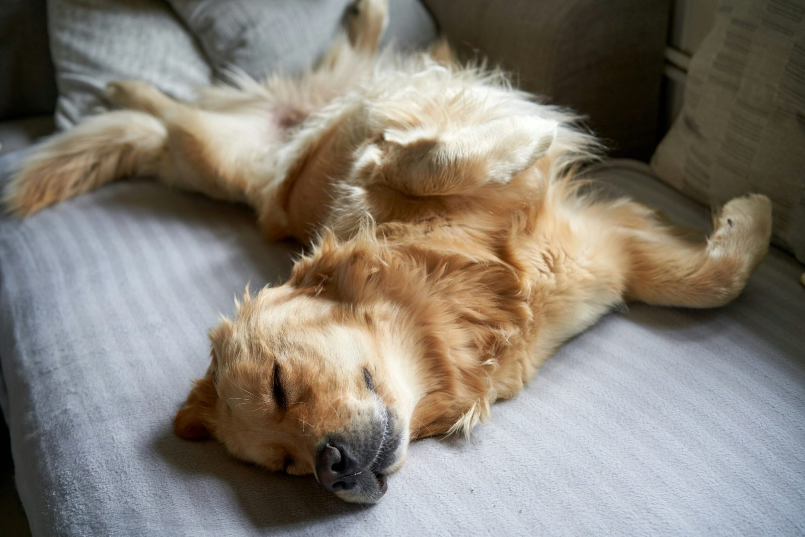 Chien apaisé après
