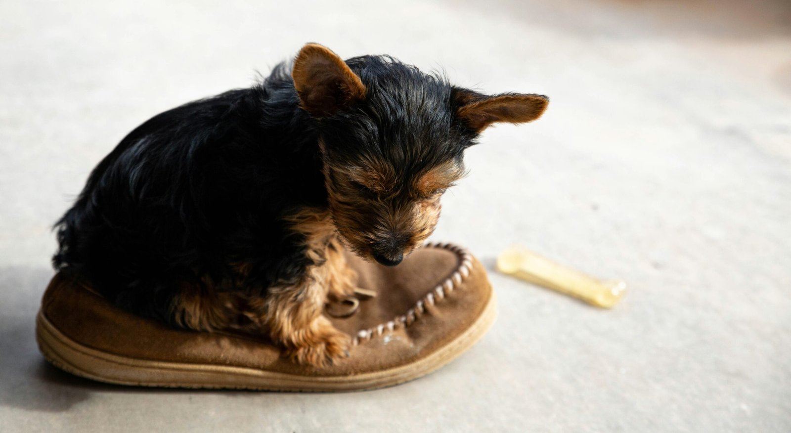 Chien destructeur
