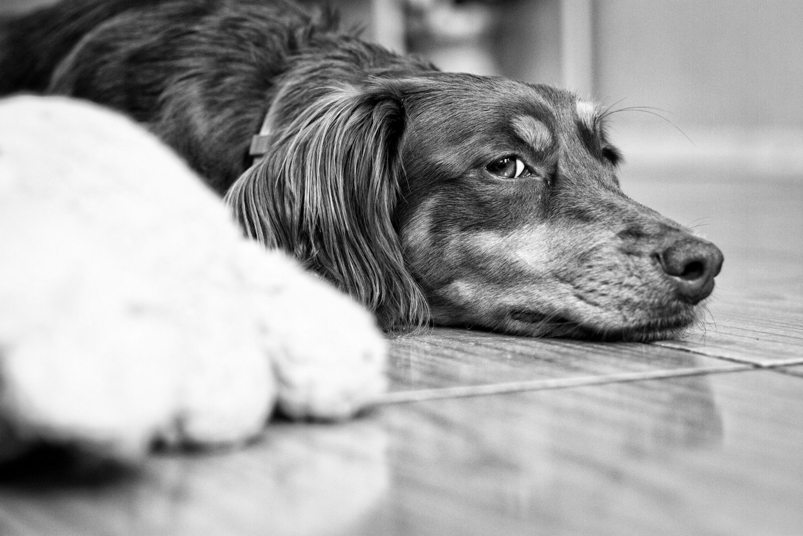 Chien apaisé après une session de fouille olfactive