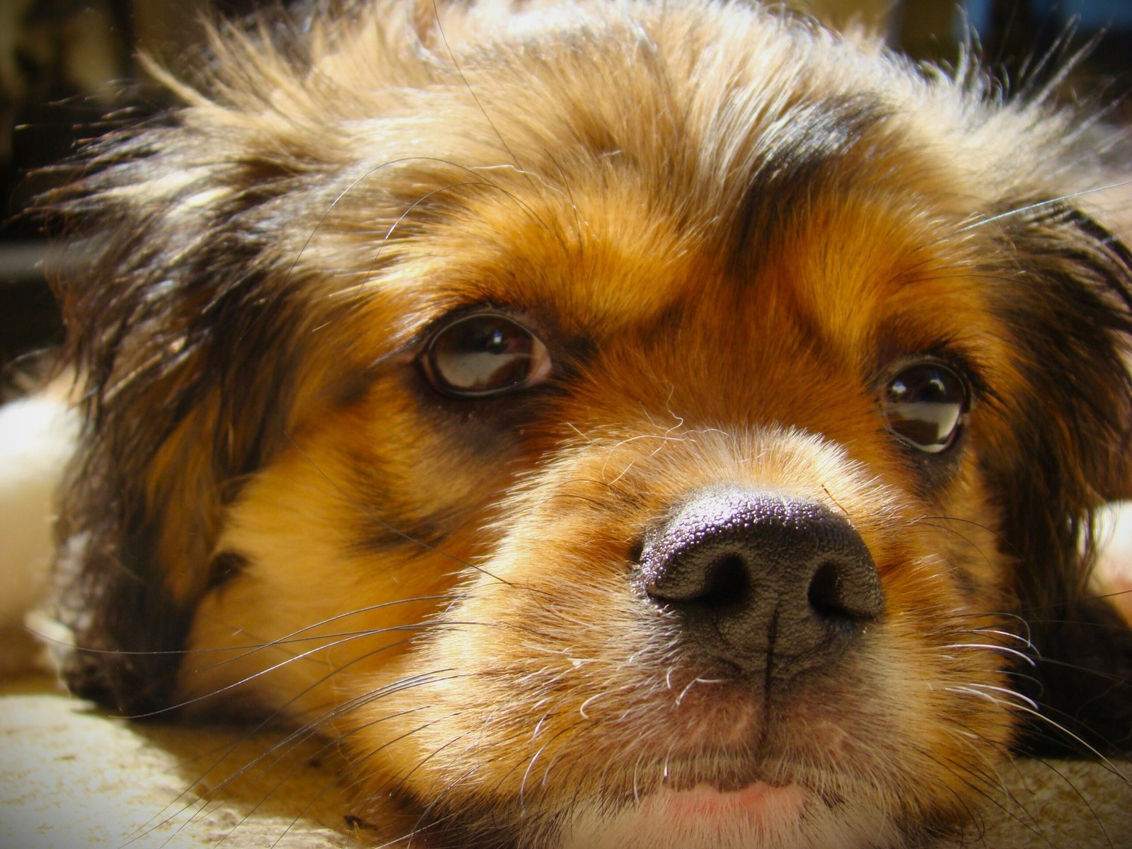 Chien concentré pendant